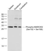 Phospho-MARCKS (Ser152, Ser156) Antibody in Western Blot (WB)