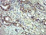 Phospho-MDM2 (Ser166) Antibody in Immunohistochemistry (Paraffin) (IHC (P))