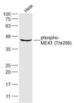 Phospho-MEK1 (Thr286) Antibody in Western Blot (WB)