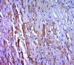 Phospho-MKK7 (Ser271, Thr275) Antibody in Immunohistochemistry (Paraffin) (IHC (P))
