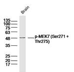 Phospho-MKK7 (Ser271, Thr275) Antibody in Western Blot (WB)