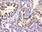 Phospho-MSK1 (Ser360) Antibody in Immunohistochemistry (Paraffin) (IHC (P))