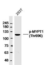 Phospho-MYPT1 (Thr696) Antibody in Western Blot (WB)