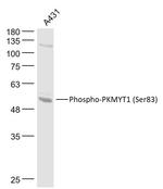 Phospho-Myt1 (Ser83) Antibody in Western Blot (WB)