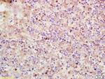Phospho-Numb (Ser276) Antibody in Immunohistochemistry (Paraffin) (IHC (P))