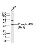Phospho-PBK/TOPK (Thr9) Antibody in Western Blot (WB)