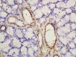 Phospho-PKM2 (Tyr105) Antibody in Immunohistochemistry (Paraffin) (IHC (P))