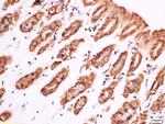 Phospho-PLC gamma 1 (Tyr783) Antibody in Immunohistochemistry (Paraffin) (IHC (P))