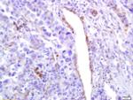 Phospho-PLK1 (Ser137) Antibody in Immunohistochemistry (Paraffin) (IHC (P))