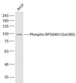 Phospho-p90RSK (Ser380) Antibody in Western Blot (WB)