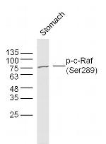 Phospho-c-Raf (Ser289) Antibody in Western Blot (WB)