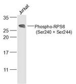 Phospho-RPS6 (Ser240, Ser244) Antibody in Western Blot (WB)