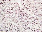 Phospho-SIRT1 (Ser47) Antibody in Immunohistochemistry (Paraffin) (IHC (P))