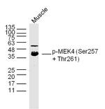 Phospho-MEK4 (Ser257, Thr261) Antibody in Western Blot (WB)