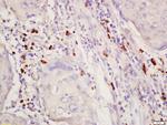 Phospho-SGK1 (Thr256) Antibody in Immunohistochemistry (Paraffin) (IHC (P))