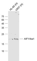AIF1/Iba1 Antibody in Western Blot (WB)