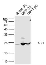 ASC Antibody in Western Blot (WB)