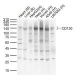 CD130 Antibody in Western Blot (WB)