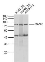 RANK Antibody in Western Blot (WB)