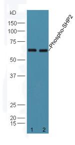 Phospho-PTPN11 (Tyr584) Antibody in Western Blot (WB)