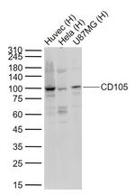 CD105 Antibody in Western Blot (WB)
