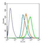 Phospho-SMC1 (Ser360) Antibody in Flow Cytometry (Flow)