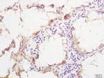 Phospho-SHC (Ser36) Antibody in Immunohistochemistry (Paraffin) (IHC (P))