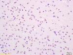 Phospho-SHC (Ser36) Antibody in Immunohistochemistry (Paraffin) (IHC (P))