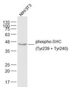 Phospho-SHC (Tyr349, Tyr350) Antibody in Western Blot (WB)