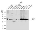LDHA Antibody in Western Blot (WB)