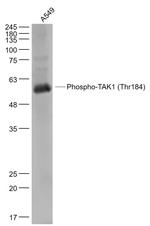 Phospho-TAK1 (Thr184) Antibody in Western Blot (WB)