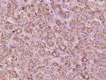 Phospho-Tie2 (Tyr992) Antibody in Immunohistochemistry (Paraffin) (IHC (P))