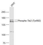 Phospho-Tie2 (Tyr992) Antibody in Western Blot (WB)