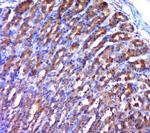 Phospho-MAP3K8 (Ser400) Antibody in Immunohistochemistry (Paraffin) (IHC (P))