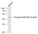 Phospho-MAP3K8 (Ser400) Antibody in Western Blot (WB)
