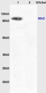 Phospho-TrkA (Tyr496) Antibody in Western Blot (WB)
