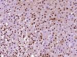 Phospho-TH (Ser31) Antibody in Immunohistochemistry (Paraffin) (IHC (P))