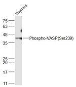 Phospho-VASP (Ser239) Antibody in Western Blot (WB)