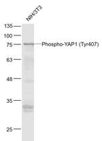 Phospho-YAP1 (Tyr407) Antibody in Western Blot (WB)