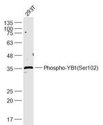 Phospho-YB1 (Ser102) Antibody in Western Blot (WB)