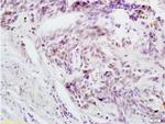 Phospho-cdc25C (Thr48) Antibody in Immunohistochemistry (Paraffin) (IHC (P))