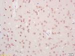 Mre11 Antibody in Immunohistochemistry (Paraffin) (IHC (P))