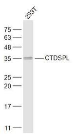 SCP3 Antibody in Western Blot (WB)