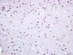Nur77 Antibody in Immunohistochemistry (Paraffin) (IHC (P))