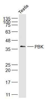 PBK Antibody in Western Blot (WB)