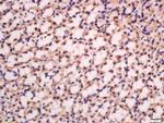 PFK2 Antibody in Immunohistochemistry (Paraffin) (IHC (P))