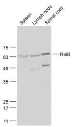 RelB Antibody in Western Blot (WB)