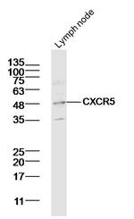 CXCR5/CD185 Antibody in Western Blot (WB)