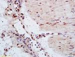 YAP1 Antibody in Immunohistochemistry (Paraffin) (IHC (P))