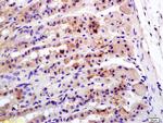 Caveolin-3 Antibody in Immunohistochemistry (Paraffin) (IHC (P))